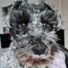 Paul Galley223 - @crazy_paulo - TikTok