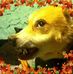 Paul Gauger - Facebook