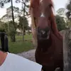 paulo germano972 - @paulogermano972 - TikTok