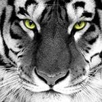 paul gresham - @gresham.paul - Instagram