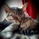 Paul Groleau - @2cats1paul - Instagram