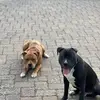 Ares & Nero - @paulguth0 - TikTok