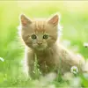 Paul Hand - @kind.cats - TikTok