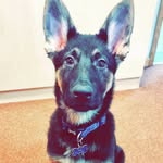 Paul Hanner owner of Rex - @rex_gsd_ - Instagram