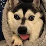 Paul Havens - @paulhavens8 - TikTok