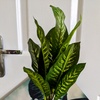 The plant formally known as - @paulherbinatorher - TikTok