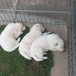 Paul Hirschmann - @paul.hirschmann0 - Instagram
