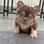 Paul Huerta - @fluffyfrenchiesbypaul - Instagram