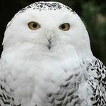 Paul Hunsicker - @paulwhiteowlstudios - Instagram