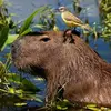 capybara 🤡 - @impaulbro - TikTok