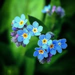 Paulinne's Flowers - @paulinnesflowers - Instagram