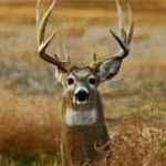 Paul Introna - @hunting_life8840 - Instagram