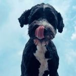 Paul Janke - @pkjankstar - Instagram