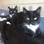 Paul & Luna Jergens The Cats - @jergensthecats - Instagram