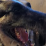 Isaac Paul Johanson - @puppupiscool - Instagram