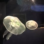 Paul Koh - @paul.koh.39 - Instagram