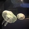 Paul Koh - @paulkoh8 - TikTok