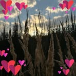 Paul Lando - Facebook