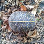 Paul Lareau - @neonvoid711 - Instagram
