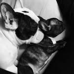 Paul&le-bronfrenchies - @paul_lebron_frenchies - Instagram