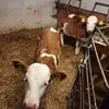 paulleiter497 - @paulleiter497 - TikTok