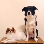Dog Life of Paul&Lia - @_paullia_ - Instagram