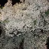 paulichaaaaa - @user11000606 - TikTok