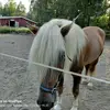 Pauli Lindeman - @pauli.lindeman - TikTok