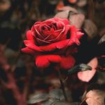 Paul Locker - @locker2848 - Instagram