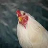 paulloiselle69 - @paulloiselle69 - TikTok