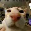 paulos - @paulos.didurmom - TikTok