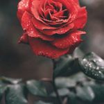 Paul Maddison - @paul_maddisongab - Instagram