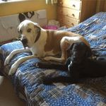 Paul Marchant - @marchantservices - Instagram