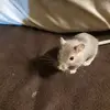paulklupfel14 - @paul_maus - TikTok