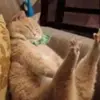 Paul McAmber - @paul.mcamber - TikTok