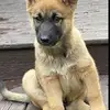 Paul McDougall - @paul.mcdougall4 - TikTok