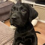 Paul - @paulmcfall_thelab - Instagram