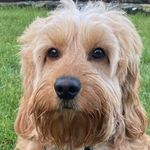 Paul McGarvey - @pauimcgarvey - Instagram