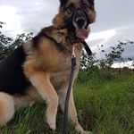 Paul McInerney - @wellywobbler - Instagram
