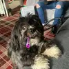 Paul McIsaac - @madminceyheid - TikTok