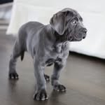 Paul McPhillips - @p.mcphillips - Instagram