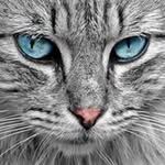 @paulmengal - Instagram