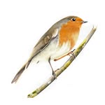 Paul Miller - @paulmillerwildlifeart - Instagram