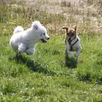 🐾Paul & Milo🐾 - @2puppys4love - Instagram