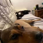 Paul & Milo - @paul.andmilo - Instagram