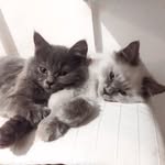 Paul & Milo 😽😸 - @paulundmilo - Instagram