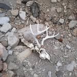 Paul Morefield - @theantlercompany - Instagram