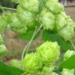 Paul Morgenthaler - @hopheadpaul - Instagram