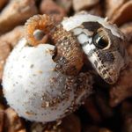 Paul Morlock - @paulmorlock - Instagram