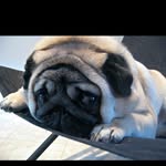 Paul Muniz - @paul.muniz - Instagram
